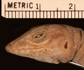 Media type: image;   Herpetology R-8306